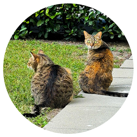 chat